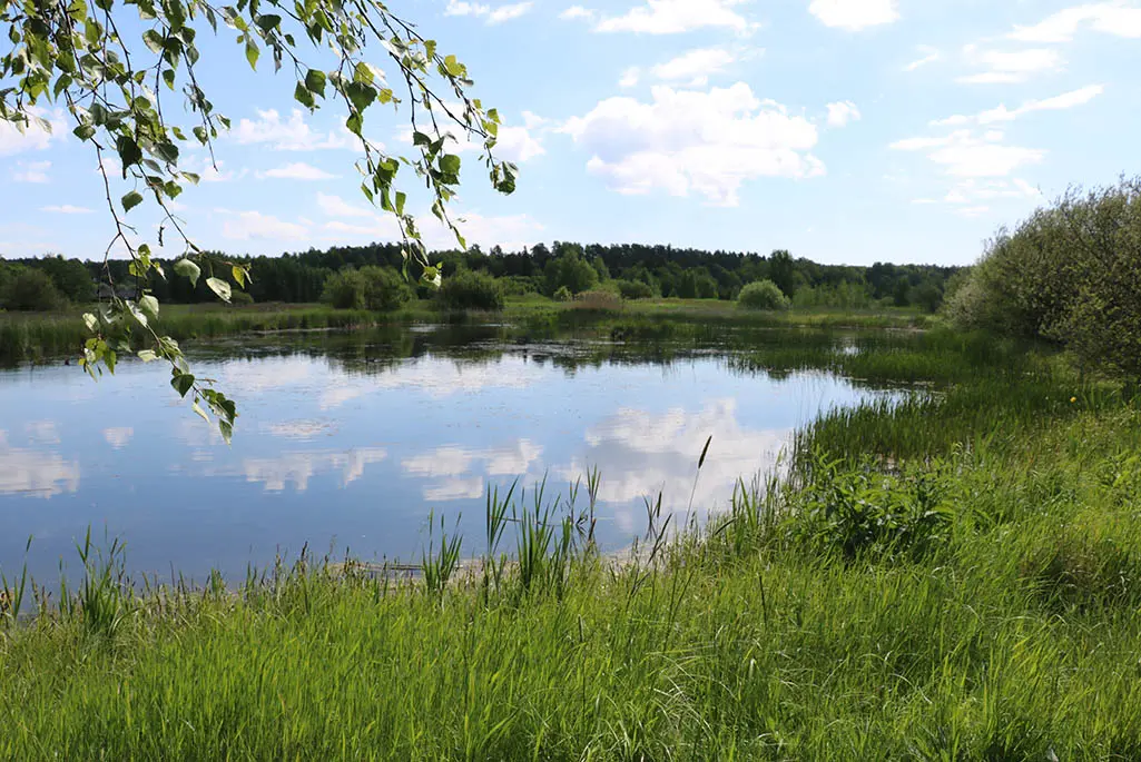 Foto på en sjö med högt gräs, buskar och träd runt om. Himmel och moln speglas i vattnet.
